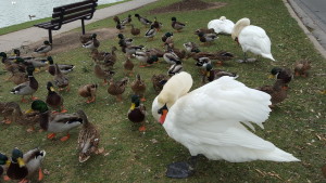 The famous Stratford Swans on the Avon River. i8tonite: A Cheat Sheet to Eating in Stratford, Ontario
