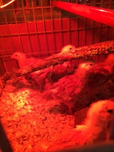 Our Pastured Chicks Kill Fascists. Musings by Julie Fisher