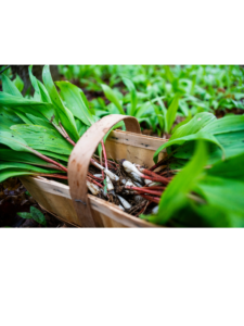 Wild onions in a basket.